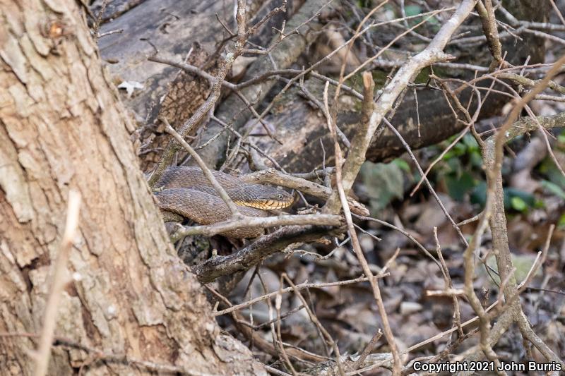 Blotched Watersnake (Nerodia erythrogaster transversa)