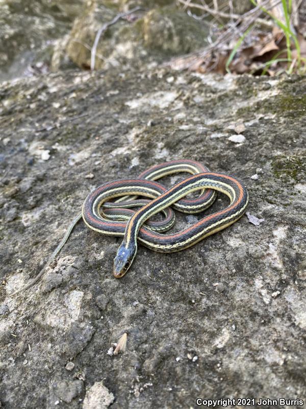 Red-striped Ribbonsnake (Thamnophis proximus rubrilineatus)