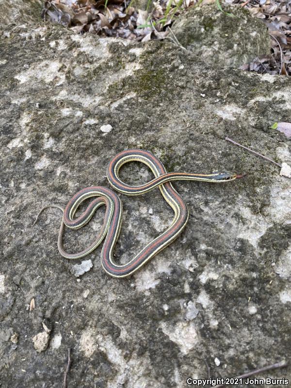 Red-striped Ribbonsnake (Thamnophis proximus rubrilineatus)