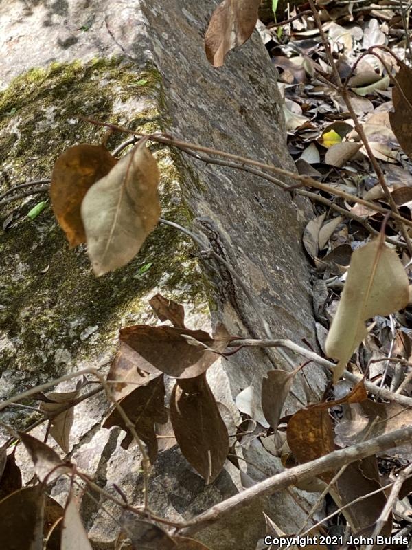 Texas Spiny Lizard (Sceloporus olivaceus)