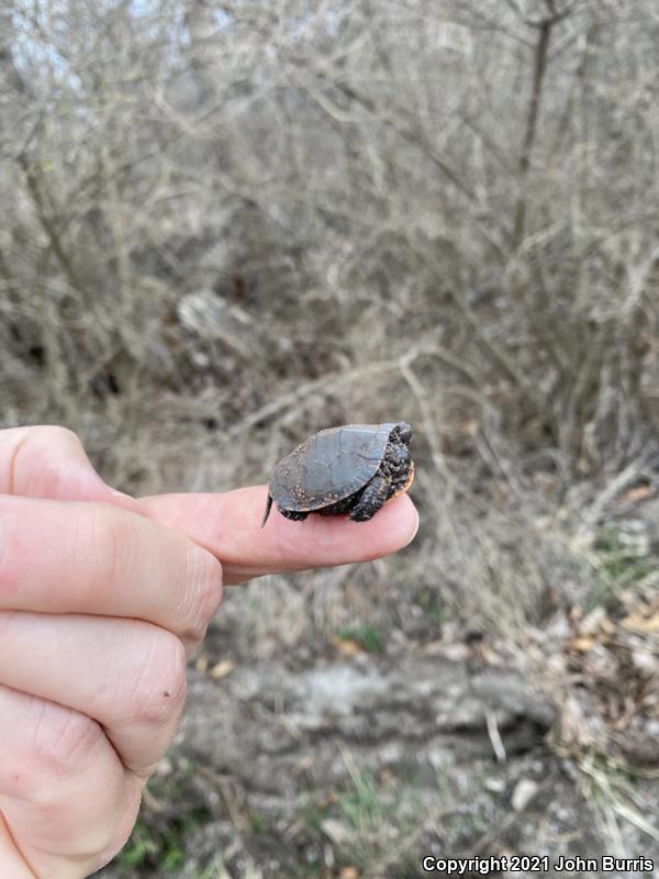 Midland Painted Turtle (Chrysemys picta marginata)