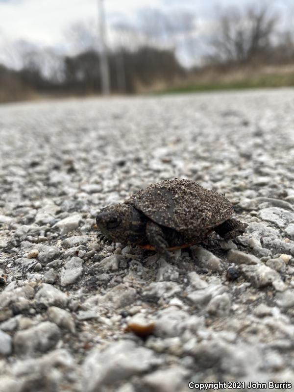 Midland Painted Turtle (Chrysemys picta marginata)