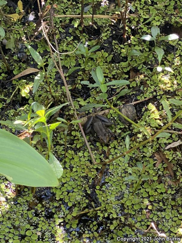 Bronze Frog (Lithobates clamitans clamitans)