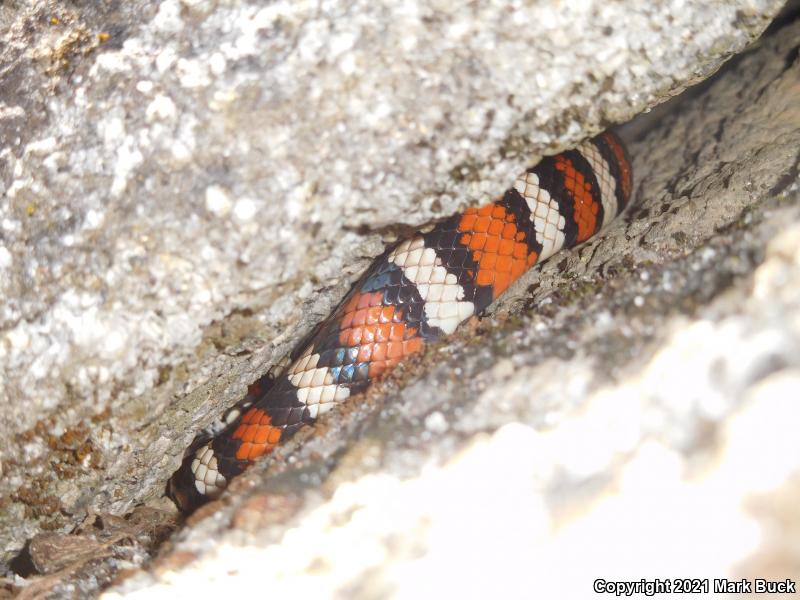 Sierra Mountain Kingsnake (Lampropeltis zonata multicincta)