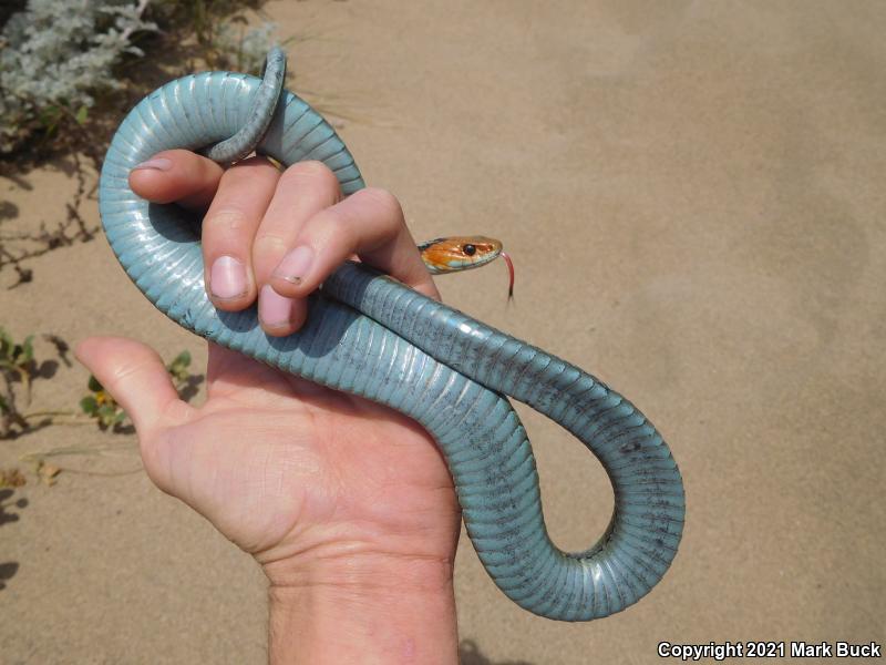 California Red-sided Gartersnake (Thamnophis sirtalis infernalis)