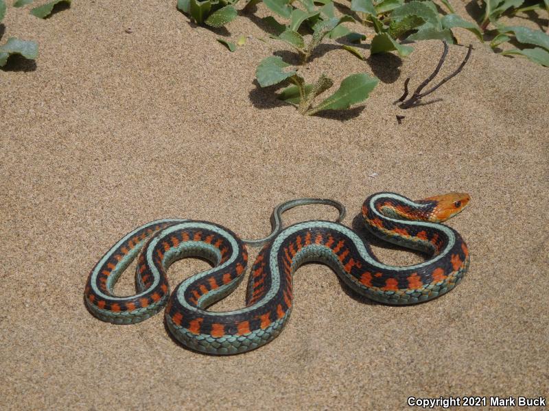 California Red-sided Gartersnake (Thamnophis sirtalis infernalis)