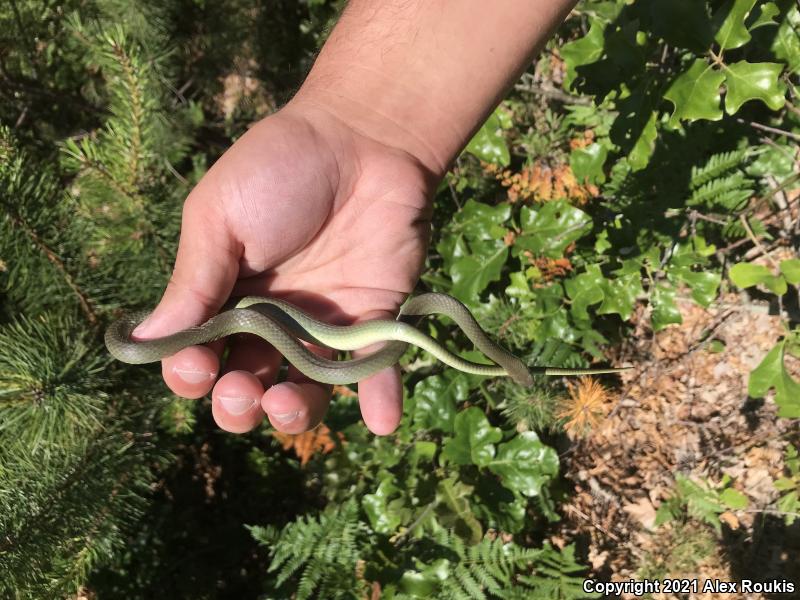 Eastern Smooth Greensnake (Opheodrys vernalis vernalis)