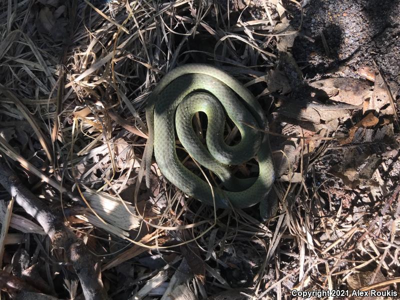 Eastern Smooth Greensnake (Opheodrys vernalis vernalis)