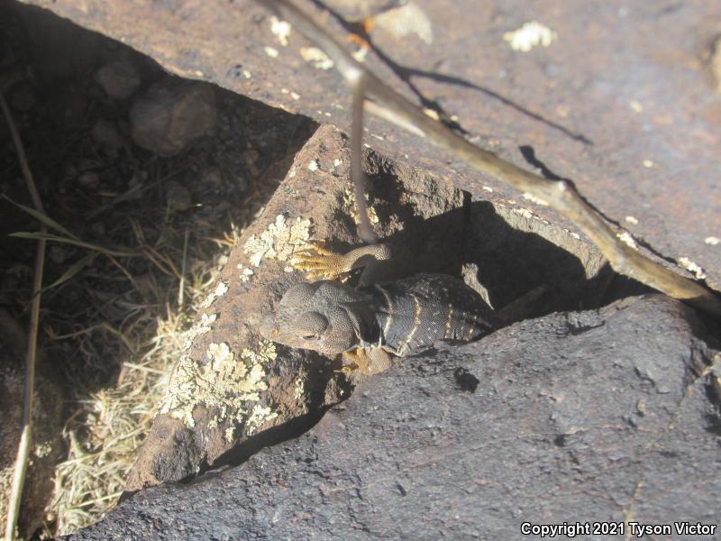 Great Basin Collared Lizard (Crotaphytus bicinctores)