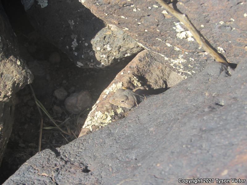 Great Basin Collared Lizard (Crotaphytus bicinctores)