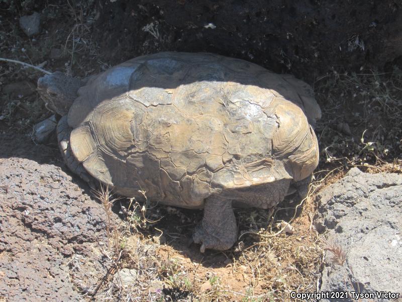 Desert Tortoise (Gopherus agassizii)