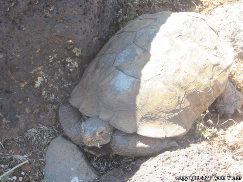 Desert Tortoise (Gopherus agassizii)