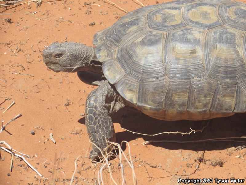 Desert Tortoise (Gopherus agassizii)