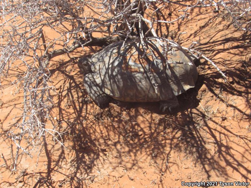 Desert Tortoise (Gopherus agassizii)