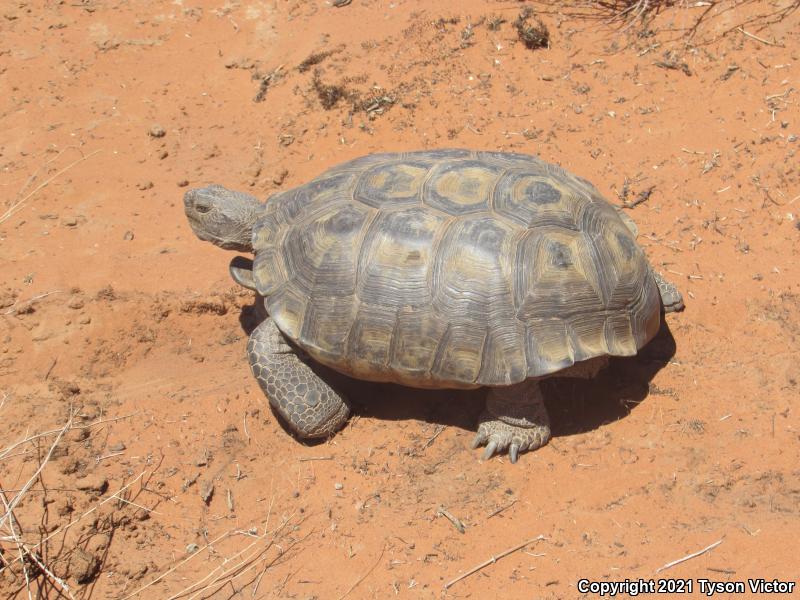 Desert Tortoise (Gopherus agassizii)