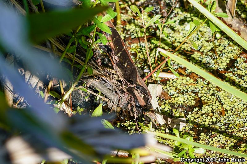 Broad-banded Watersnake (Nerodia fasciata confluens)