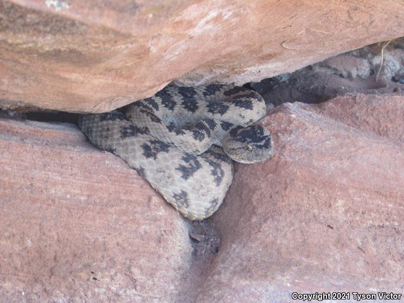 Great Basin Rattlesnake (Crotalus oreganus lutosus)