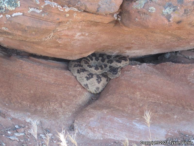 Great Basin Rattlesnake (Crotalus oreganus lutosus)