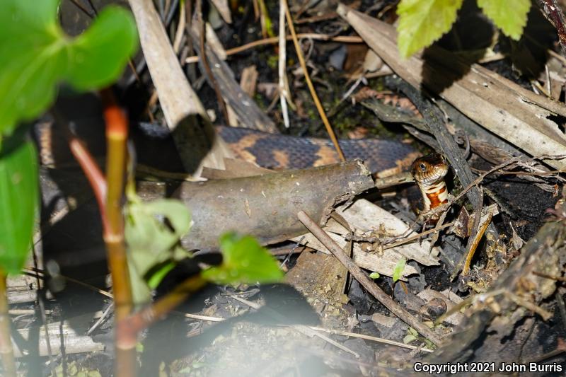 Broad-banded Watersnake (Nerodia fasciata confluens)