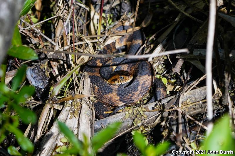 Broad-banded Watersnake (Nerodia fasciata confluens)