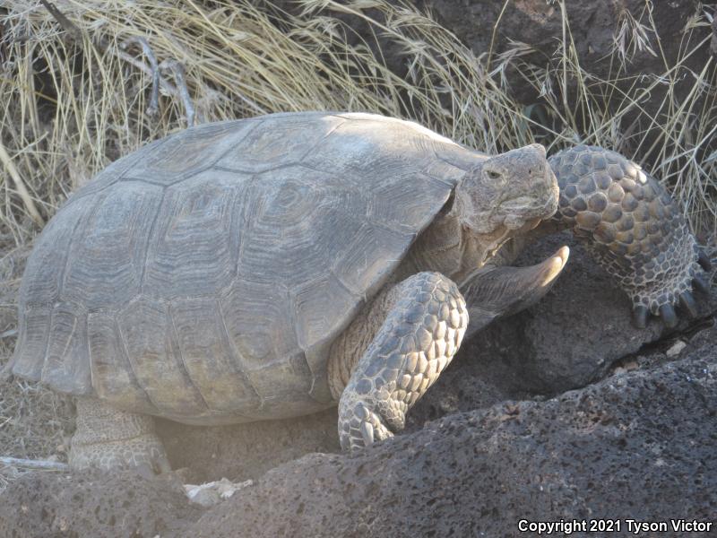 Desert Tortoise (Gopherus agassizii)