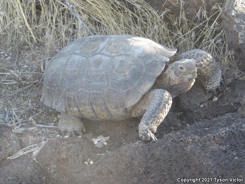 Desert Tortoise (Gopherus agassizii)