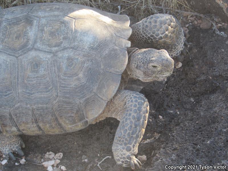 Desert Tortoise (Gopherus agassizii)