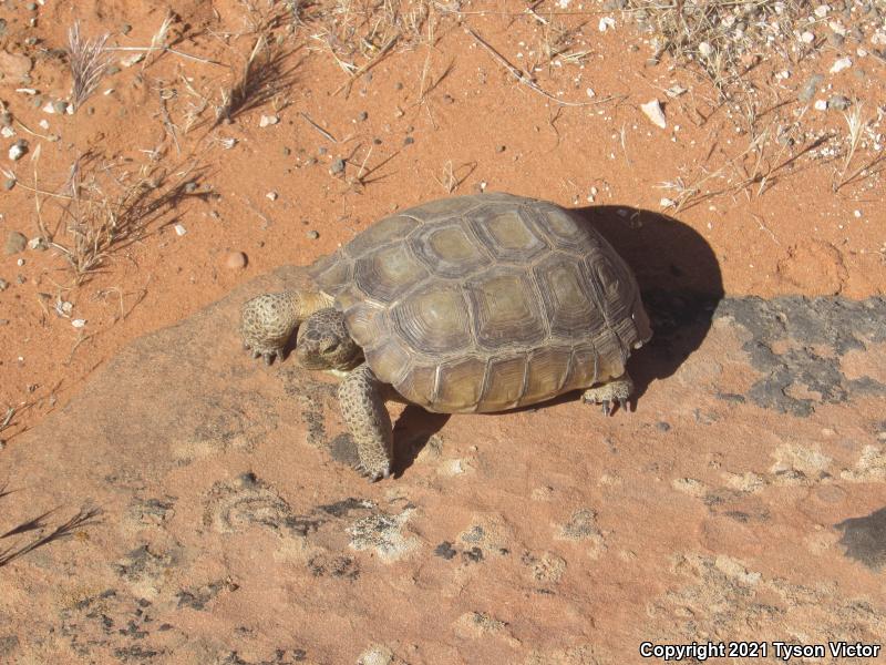 Desert Tortoise (Gopherus agassizii)