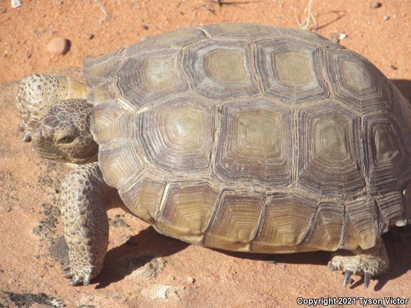 Desert Tortoise (Gopherus agassizii)