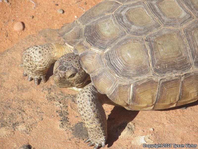 Desert Tortoise (Gopherus agassizii)