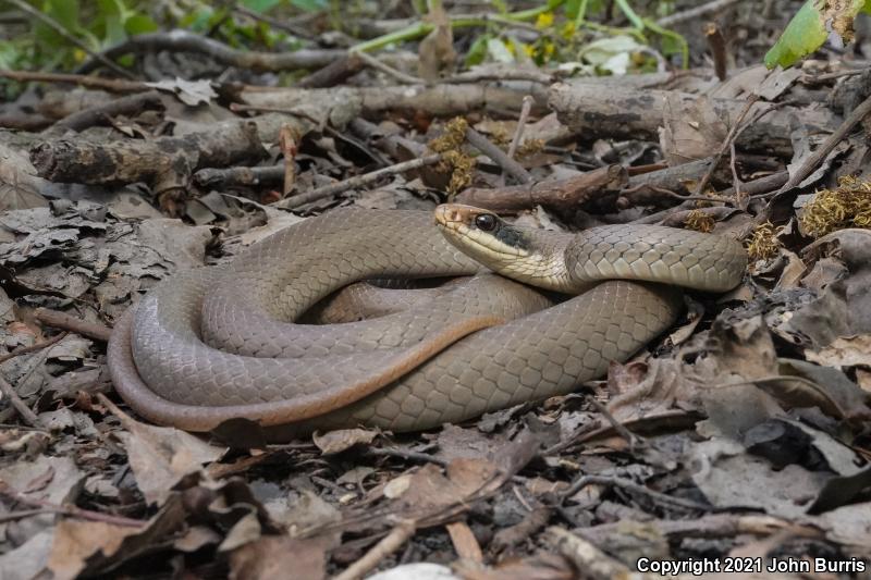 Black-masked Racer (Coluber constrictor latrunculus)