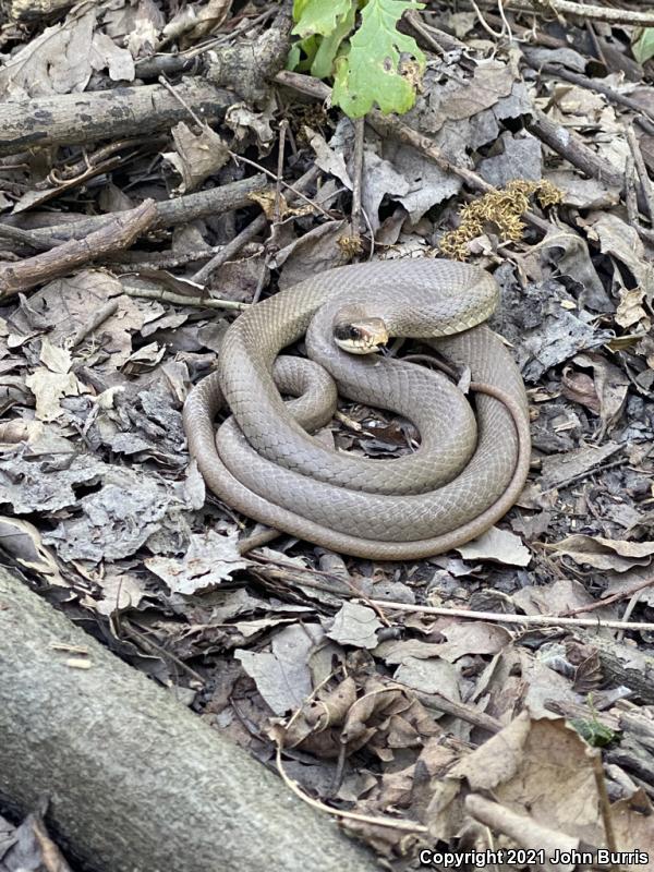 Black-masked Racer (Coluber constrictor latrunculus)