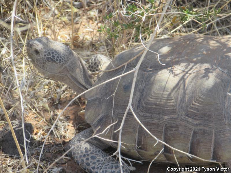 Desert Tortoise (Gopherus agassizii)