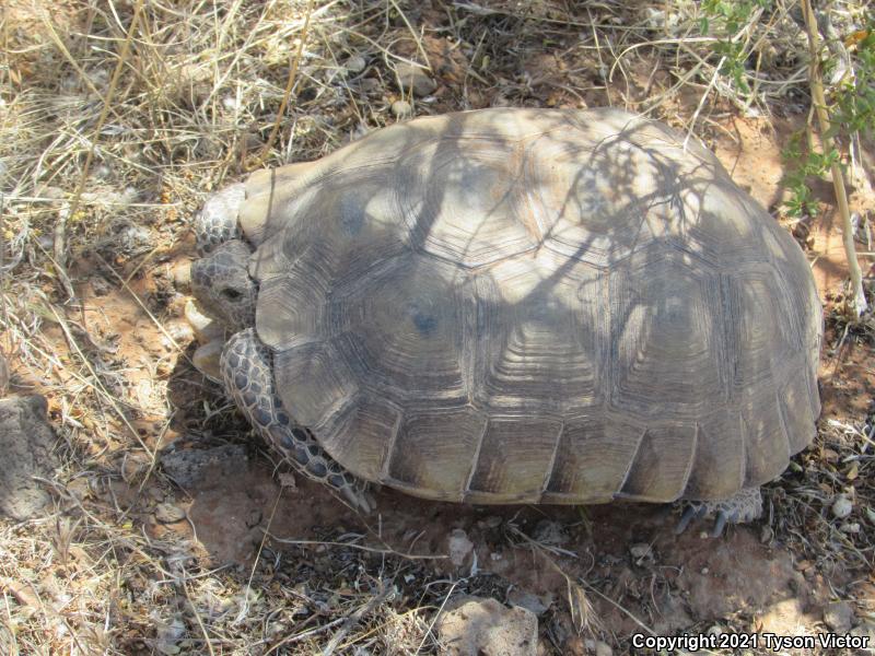 Desert Tortoise (Gopherus agassizii)