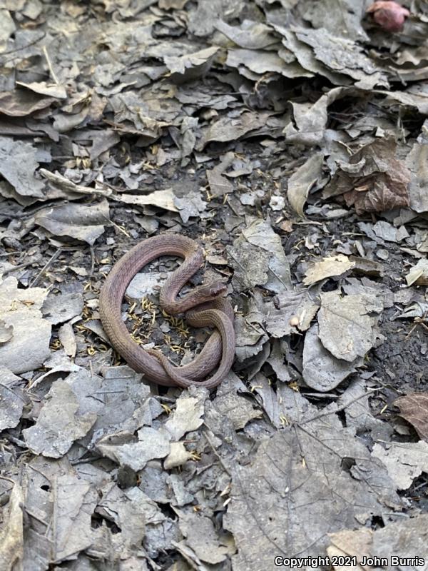 Marsh Brownsnake (Storeria dekayi limnetes)