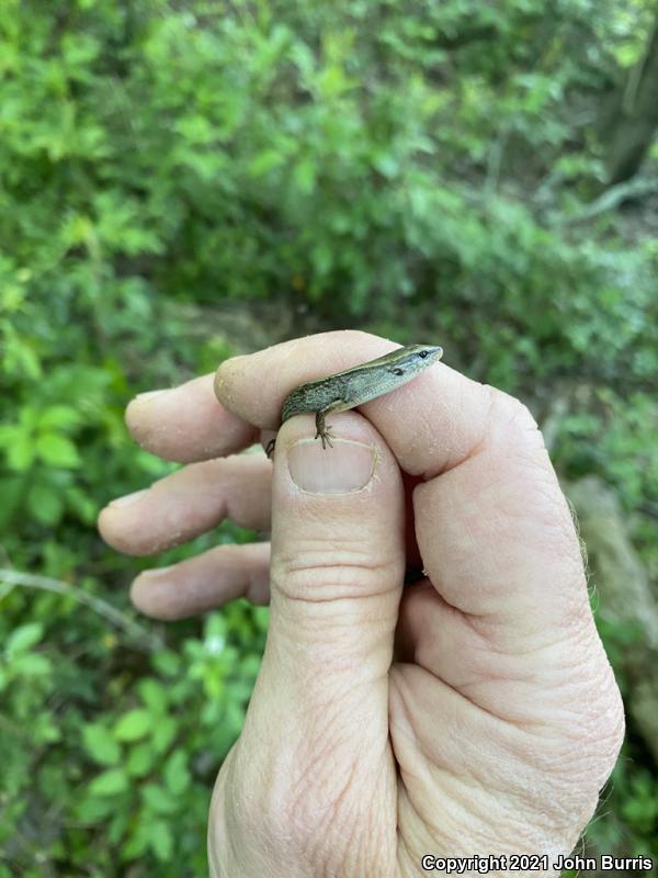 Little Brown Skink (Scincella lateralis)