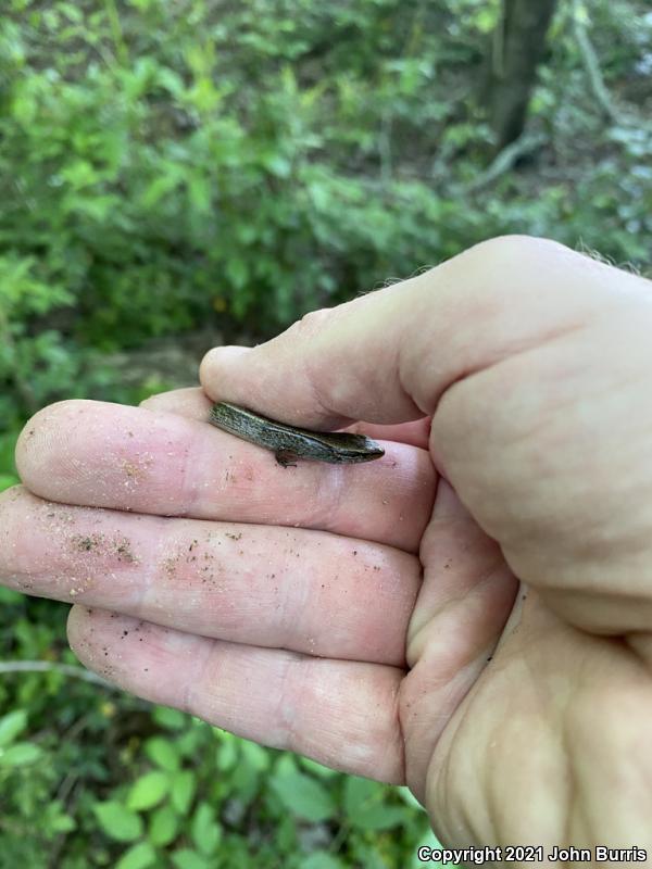 Little Brown Skink (Scincella lateralis)