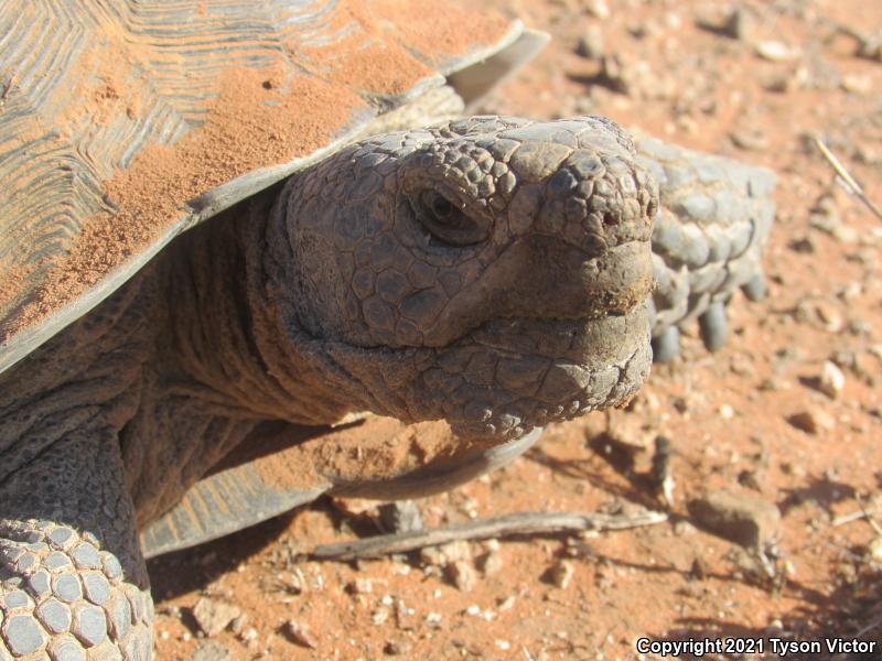 Desert Tortoise (Gopherus agassizii)