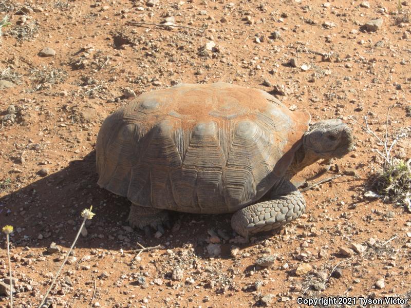 Desert Tortoise (Gopherus agassizii)