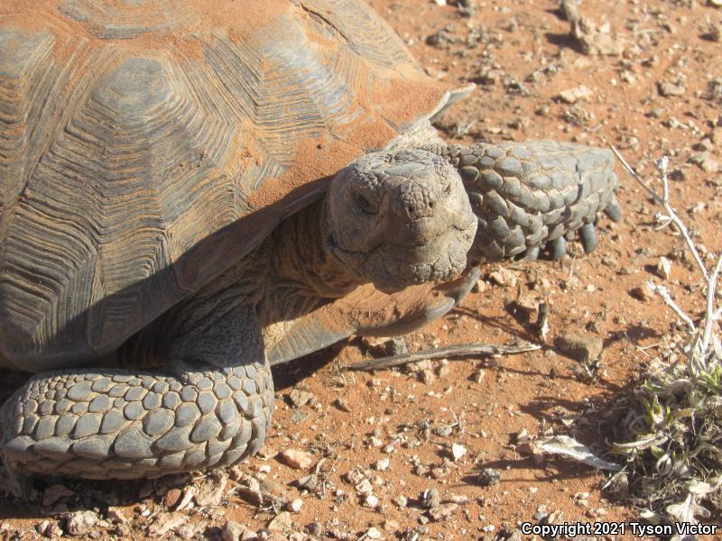 Desert Tortoise (Gopherus agassizii)