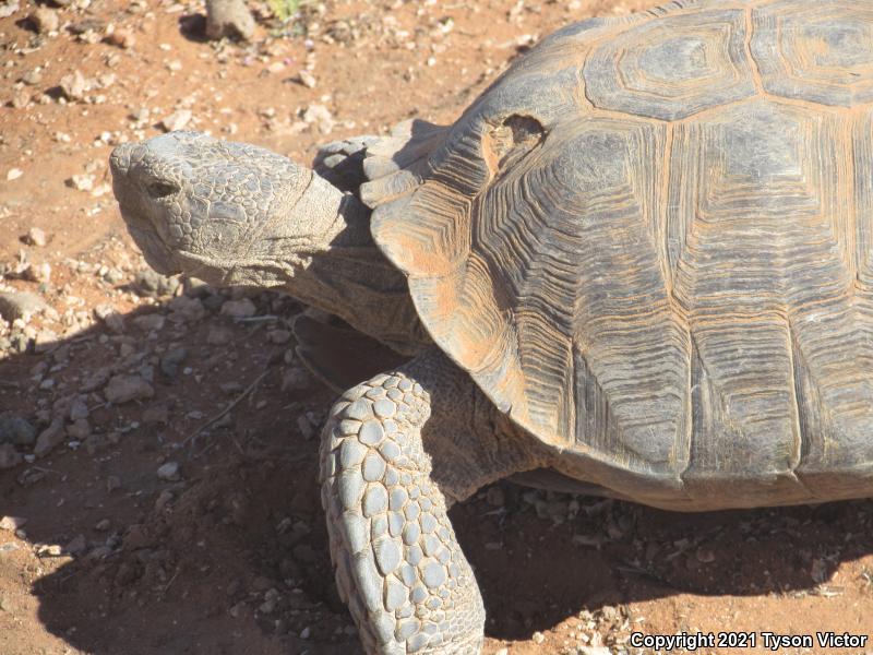 Desert Tortoise (Gopherus agassizii)