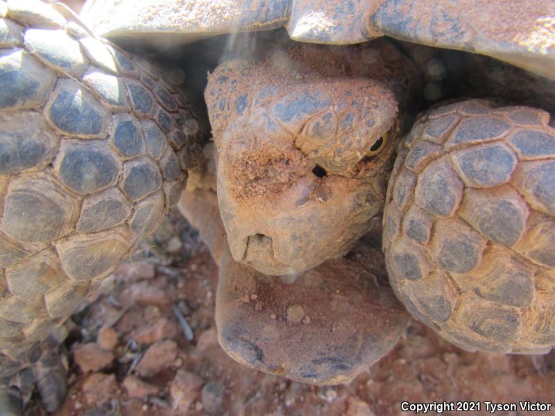 Desert Tortoise (Gopherus agassizii)