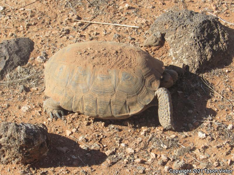 Desert Tortoise (Gopherus agassizii)