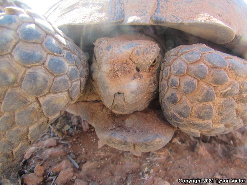 Desert Tortoise (Gopherus agassizii)