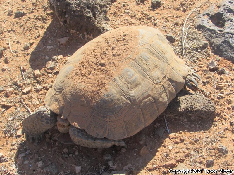 Desert Tortoise (Gopherus agassizii)