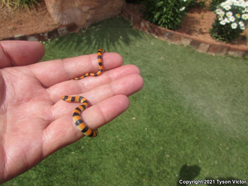 Variable Groundsnake (Sonora semiannulata semiannulata)