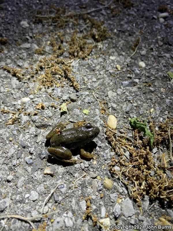 Bronze Frog (Lithobates clamitans clamitans)