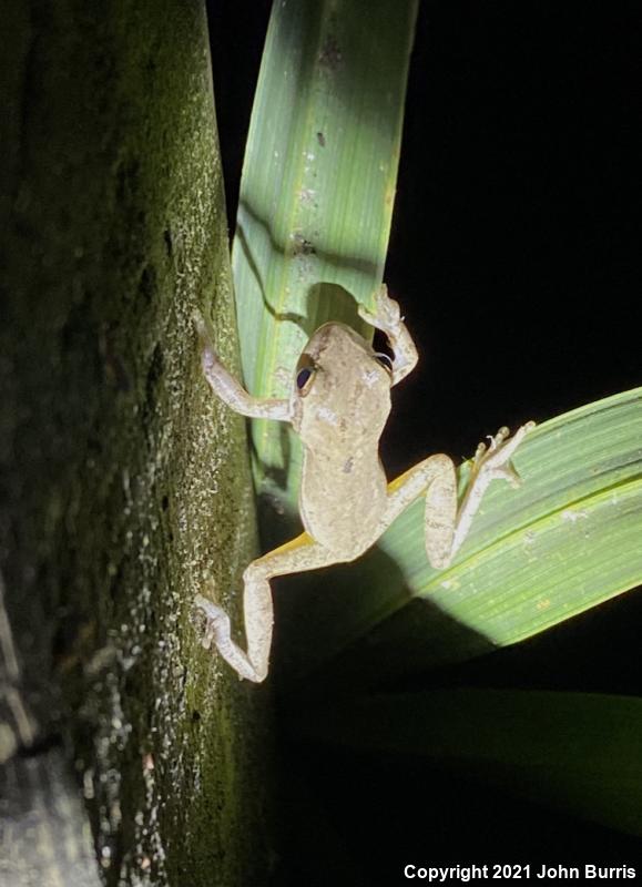 Squirrel Treefrog (Hyla squirella)