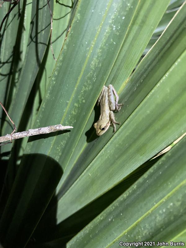 Squirrel Treefrog (Hyla squirella)