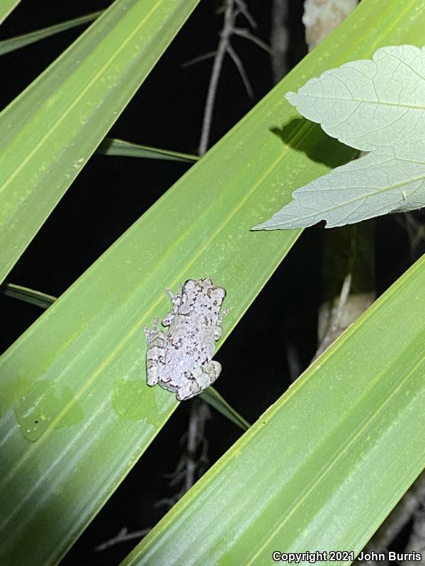 Bird-voiced Treefrog (Hyla avivoca)